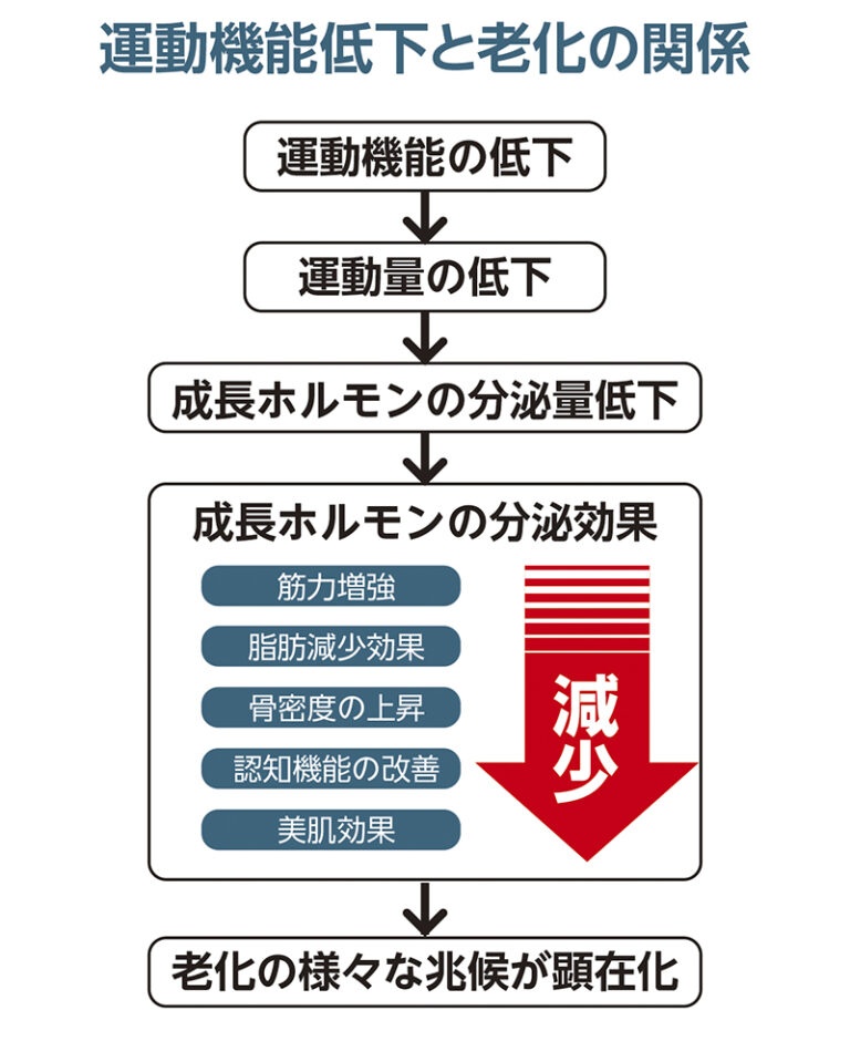 運動機能低下と老化の関係