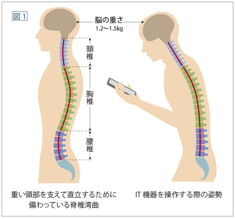 重い頭部を支えて直立するために備わっている脊椎湾曲/IT機器を操作する際の姿勢